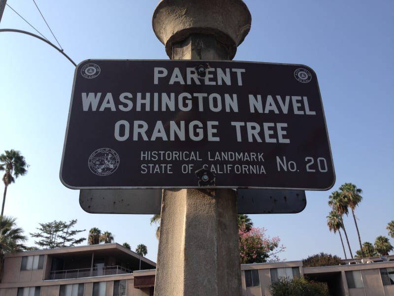 CHL # 20 Parent Washington Navel Orange Tree Riverside