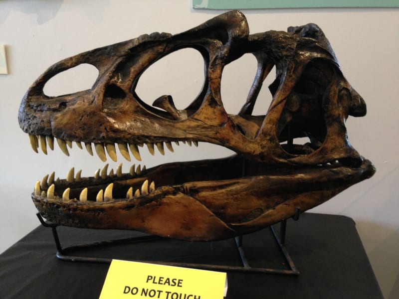 NO. 996 UNION OIL COMPANY BUILDING - Allosaurus Skull