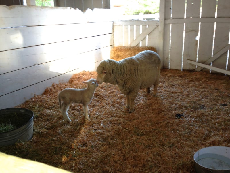 Leonis Adobe Barn