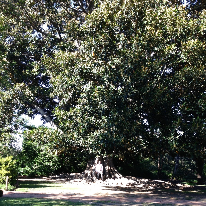 NO. 978 RANCHO LOS CERRITOS HISTORIC SITE - Giant Tree