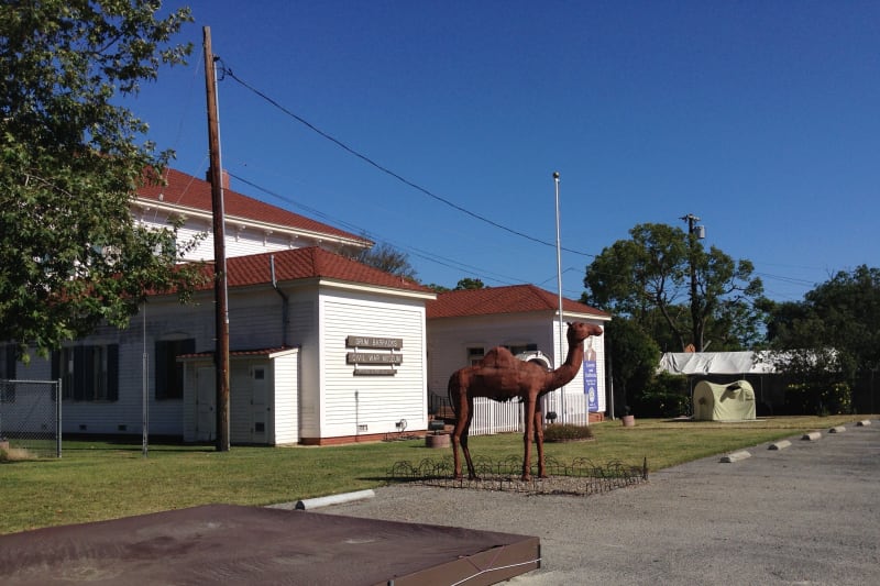 CHL #169 DRUM BARRACKS - A nod the the "Camel Experiment"