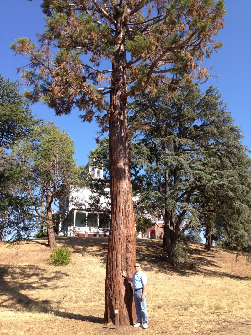 CHL #312 -John Muir National Historic Site - Sequoia planted by John Muir.