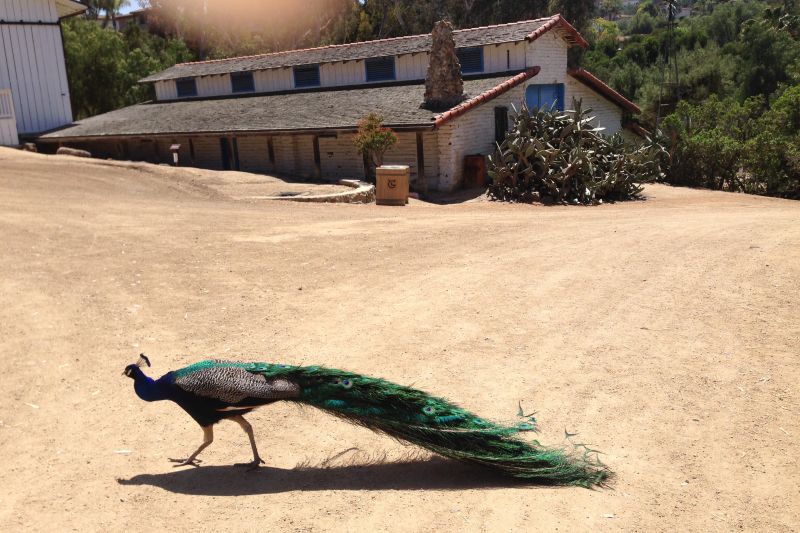 CHL #1020 - Carrillo Ranch Peacock