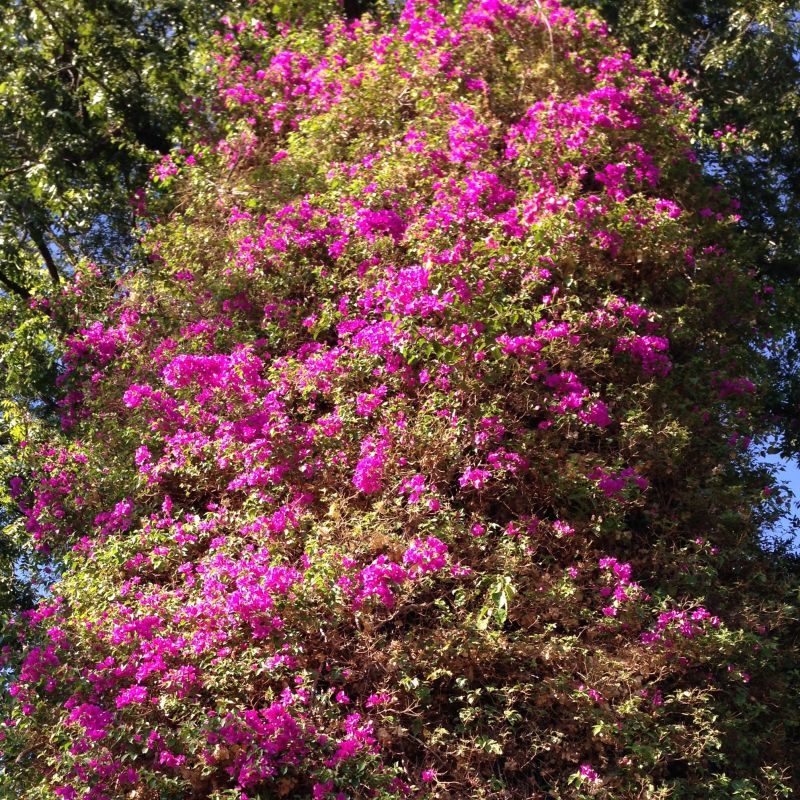 CHL #912 Glendora Bougainvillea