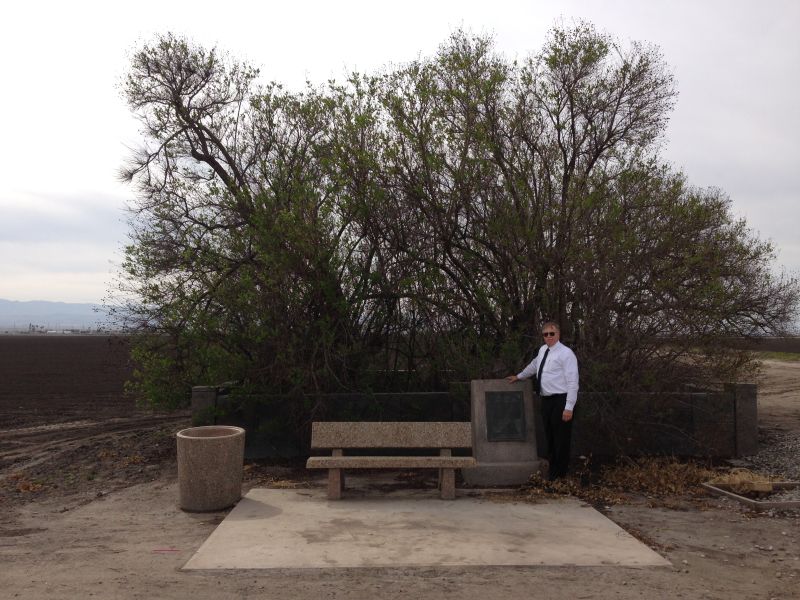 CHL No. 492 Buttonwillow Tree Marker