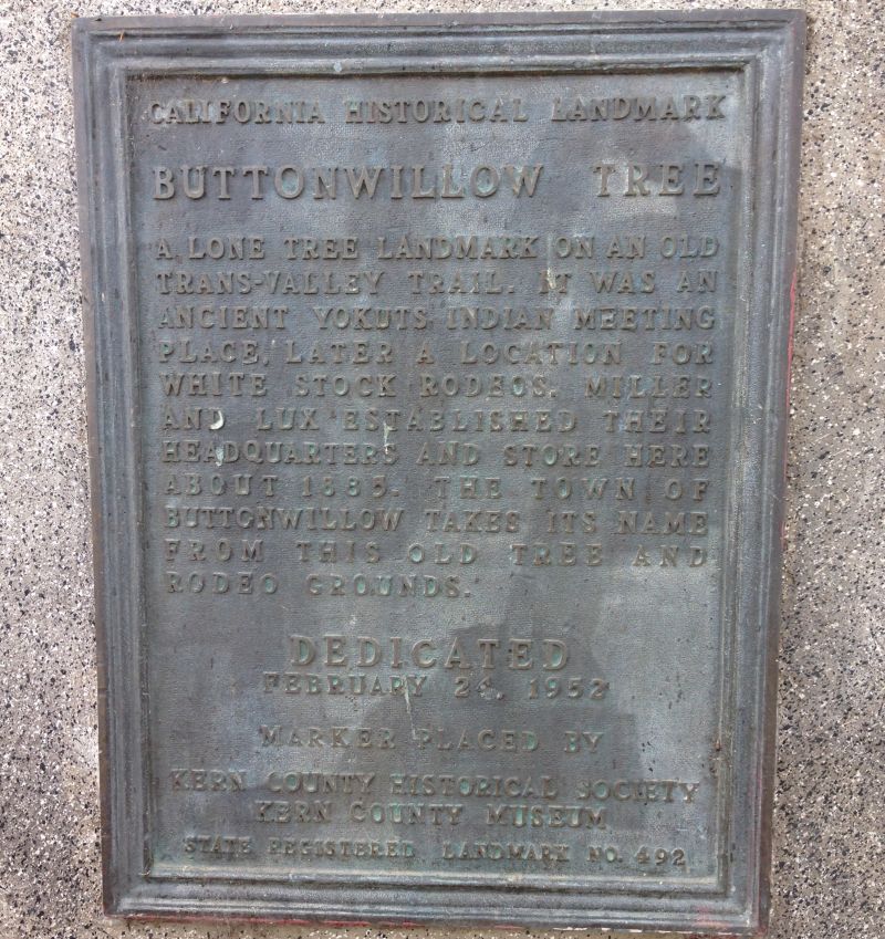 CHL No. 492 Buttonwillow Tree Private Plaque