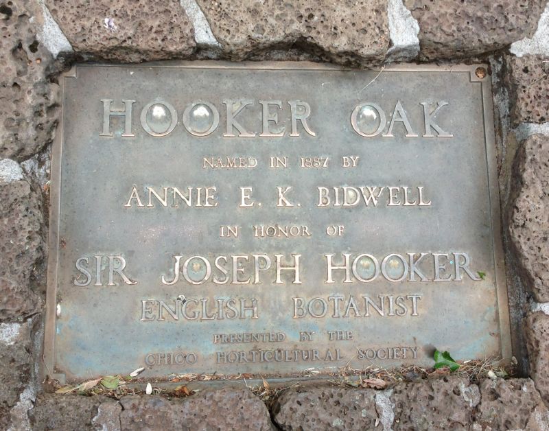 NO. 313 HOOKER OAK - Plaque at base of the tree