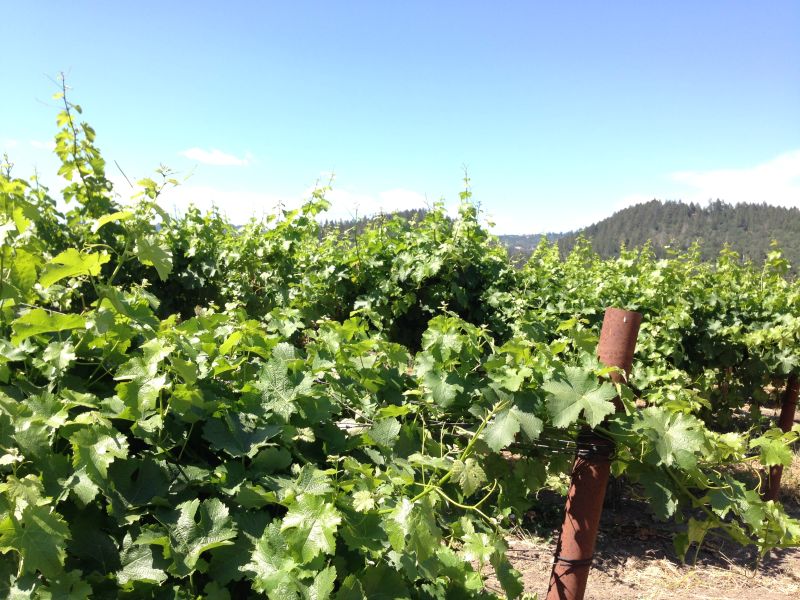 NO. 563 CHARLES KRUG WINERY - Vineyard