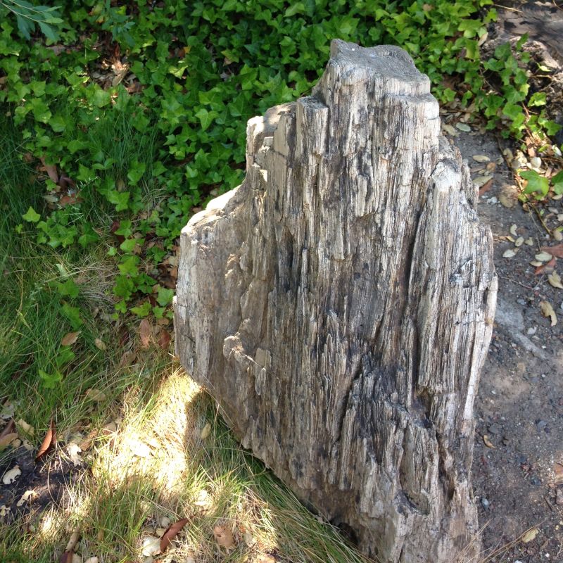 NO. 915 PETRIFIED FOREST - Petrified Stump