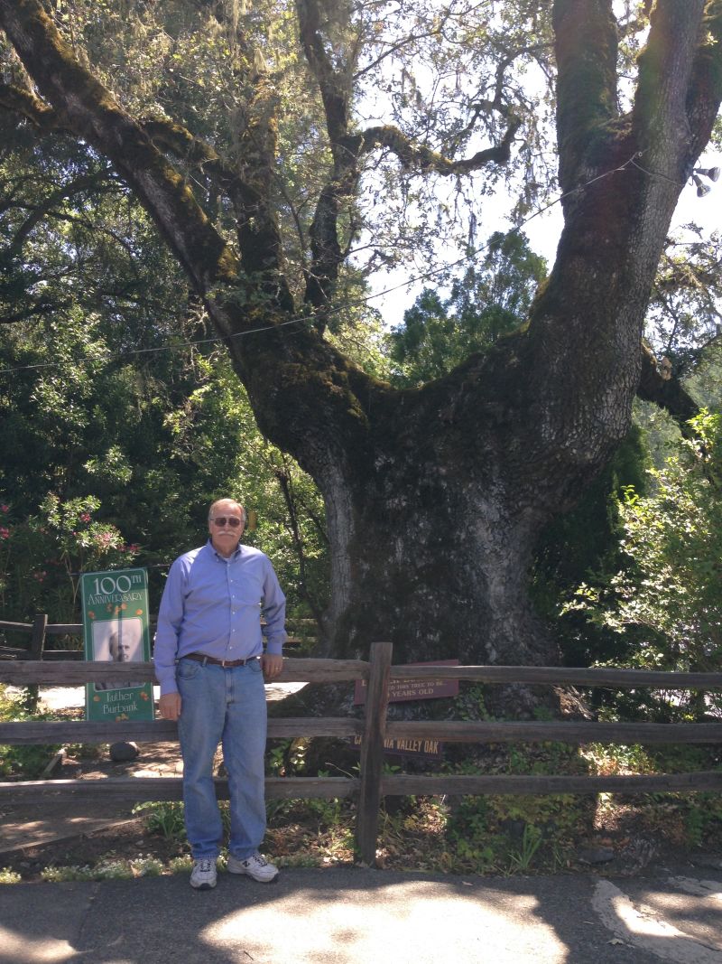 NO. 915 PETRIFIED FOREST - In 1912 this tree was estimated to be 550 years old