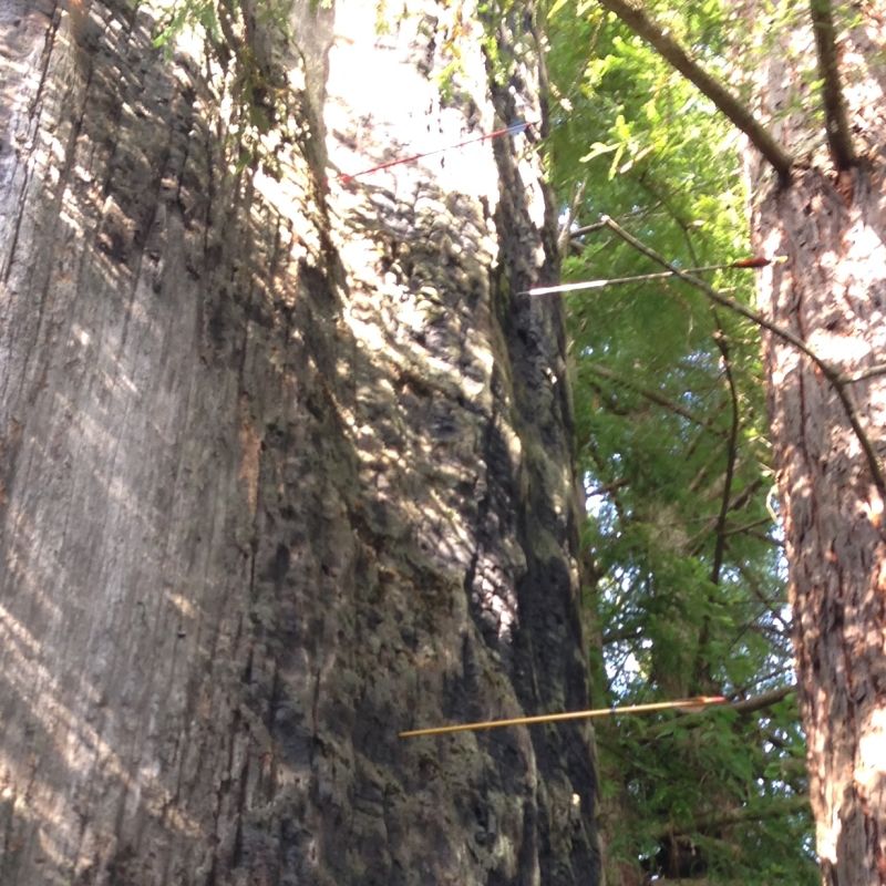 NO. 164 THE OLD ARROW TREE - Arrows lodged in tree