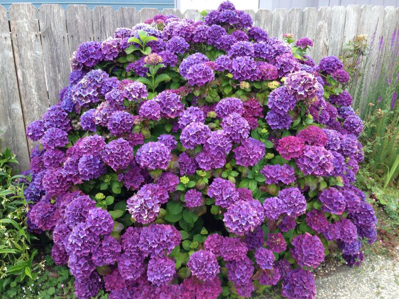 NO. 216 TOWN OF TRINIDAD - Local Hydrangeas