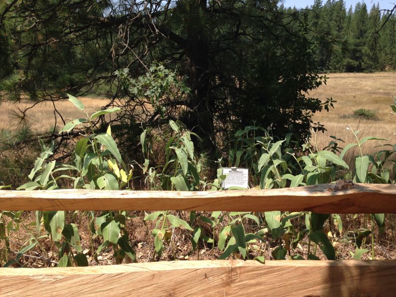 NO. 1001 CHAW SE' ROUNDHOUSE - Milk Weed