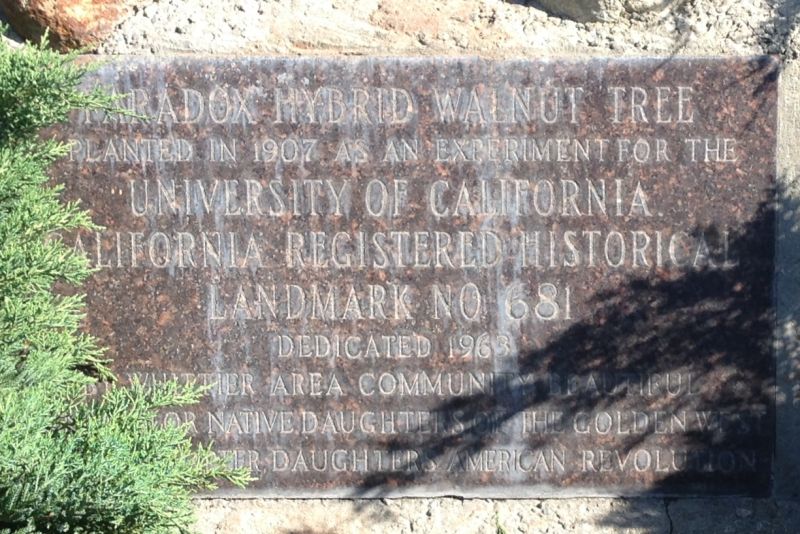 NO. 681 PARADOX HYBRID WALNUT TREE - Private Plaque