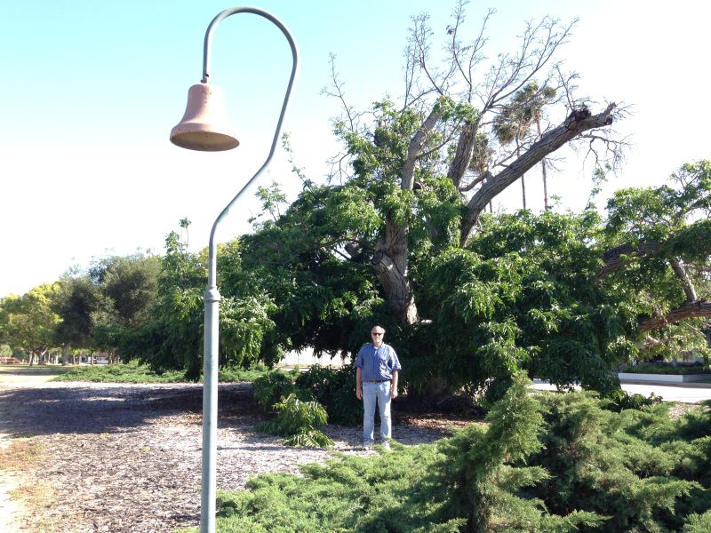 NO. 681 PARADOX HYBRID WALNUT TREE -