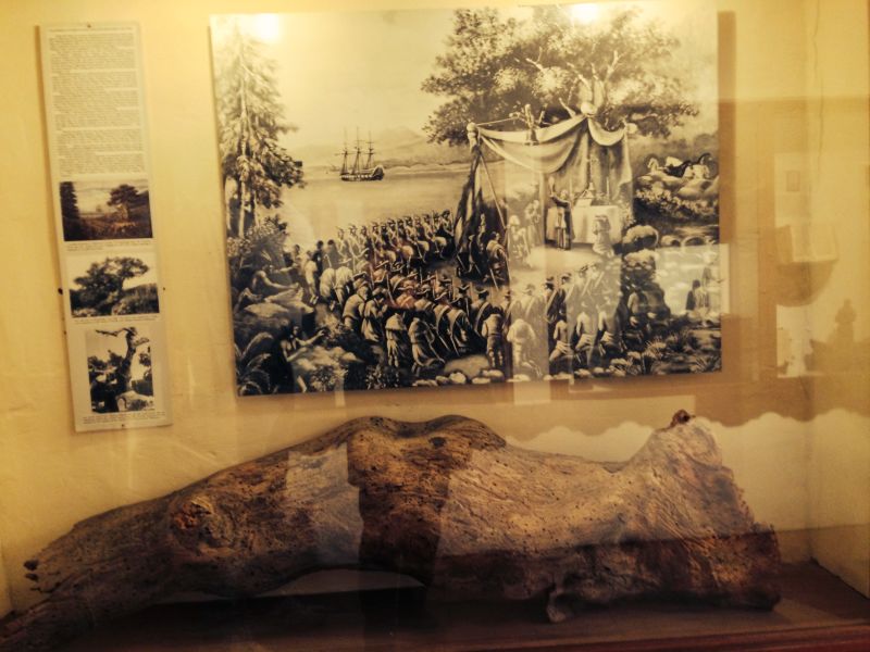 A portion of the Giant Oak under which both Vizcaino and Serra celebrated mass.