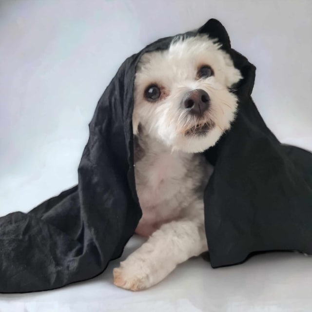 Biodegradable Pet Towels