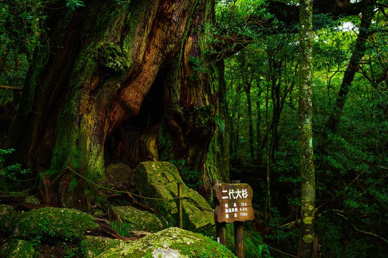 yakushima island day trip