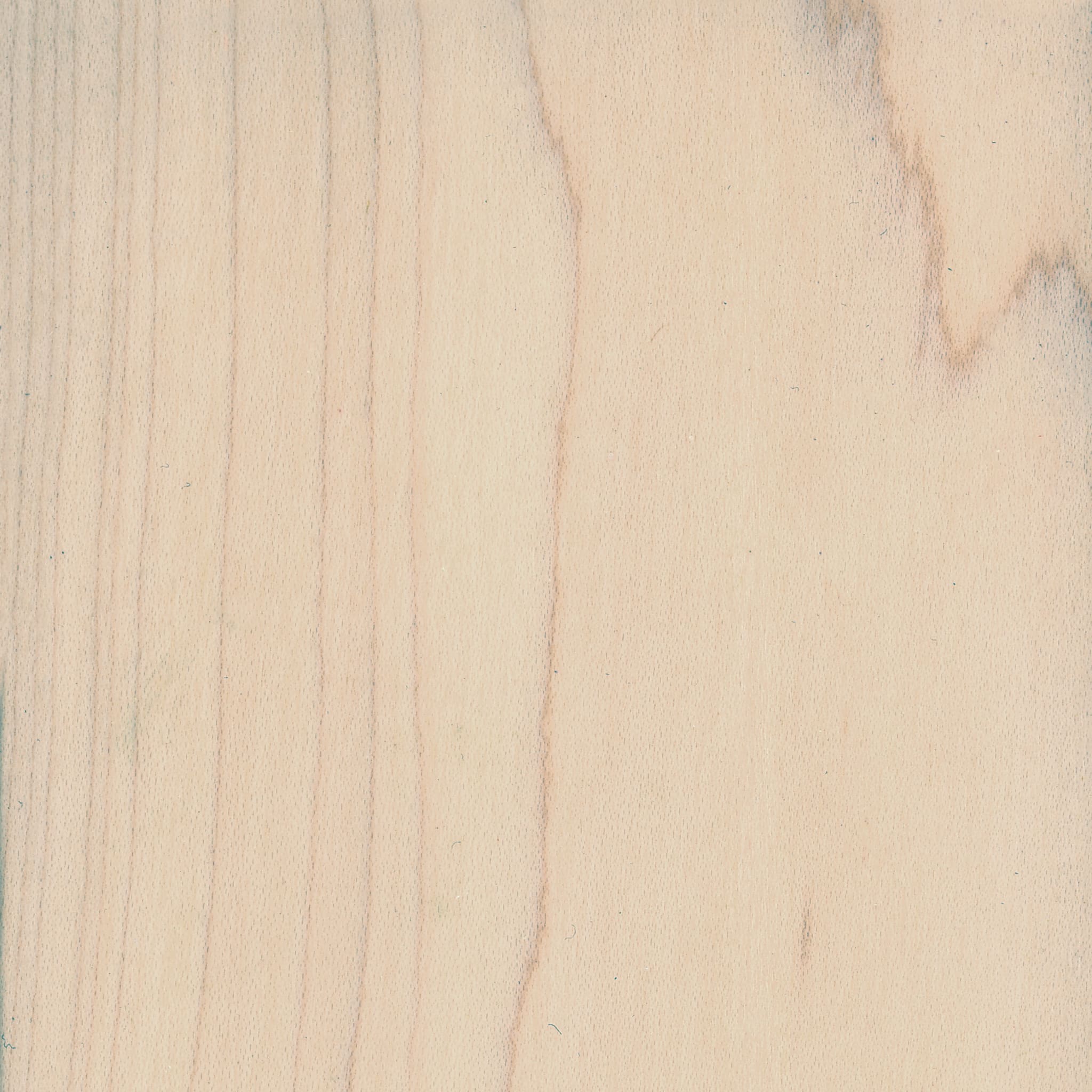 Maple - Field Elm