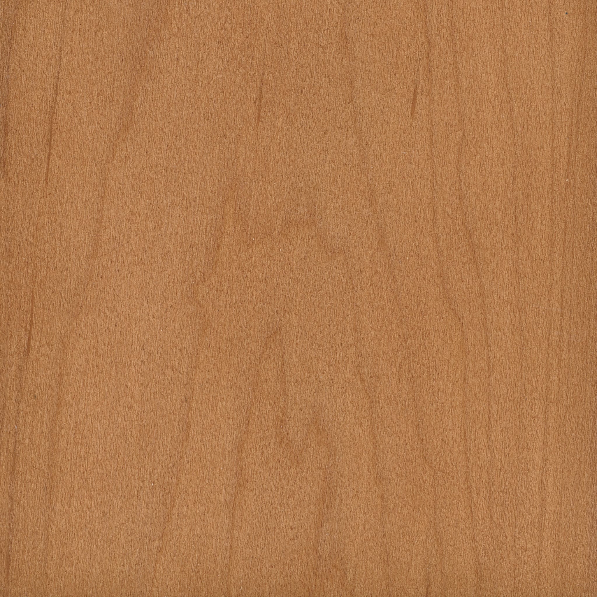 Maple - Harvest Maple
