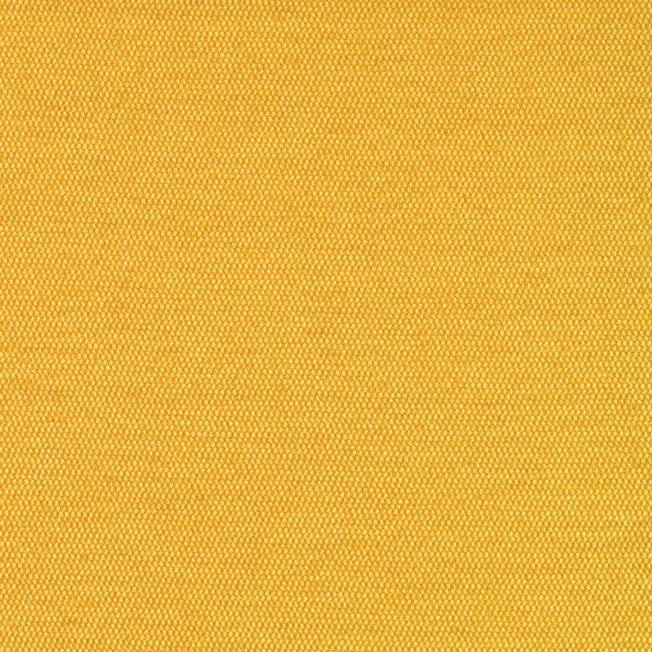 Maize