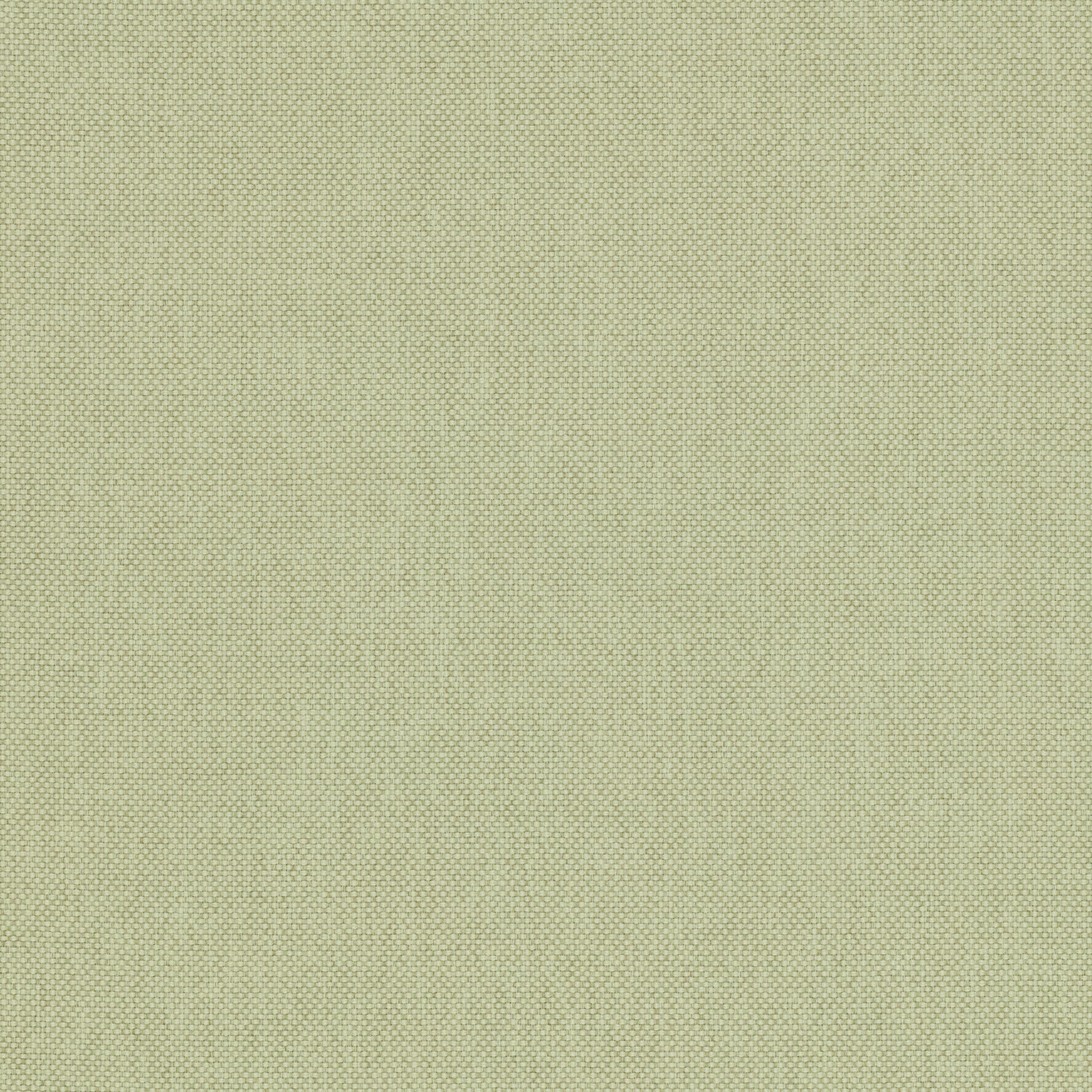 Yucca