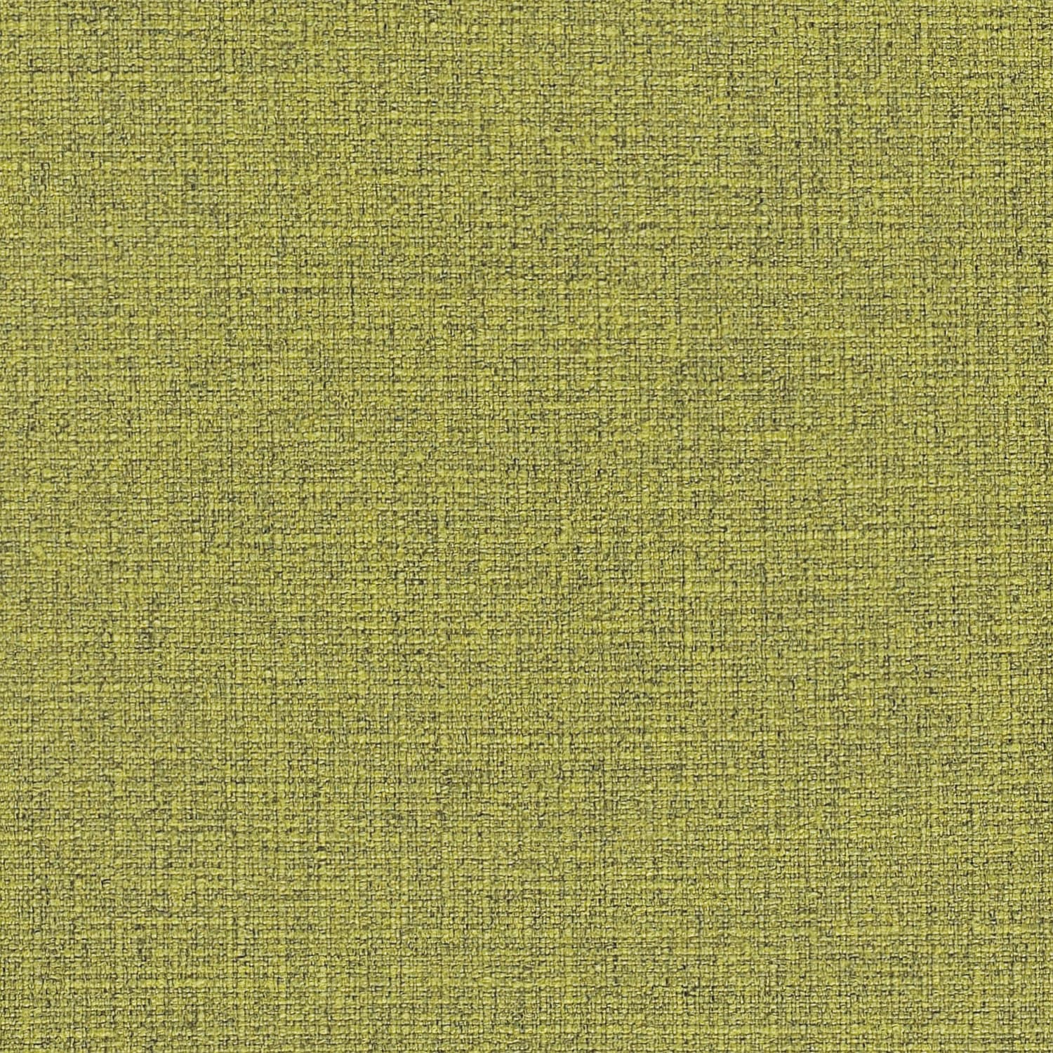 Fern