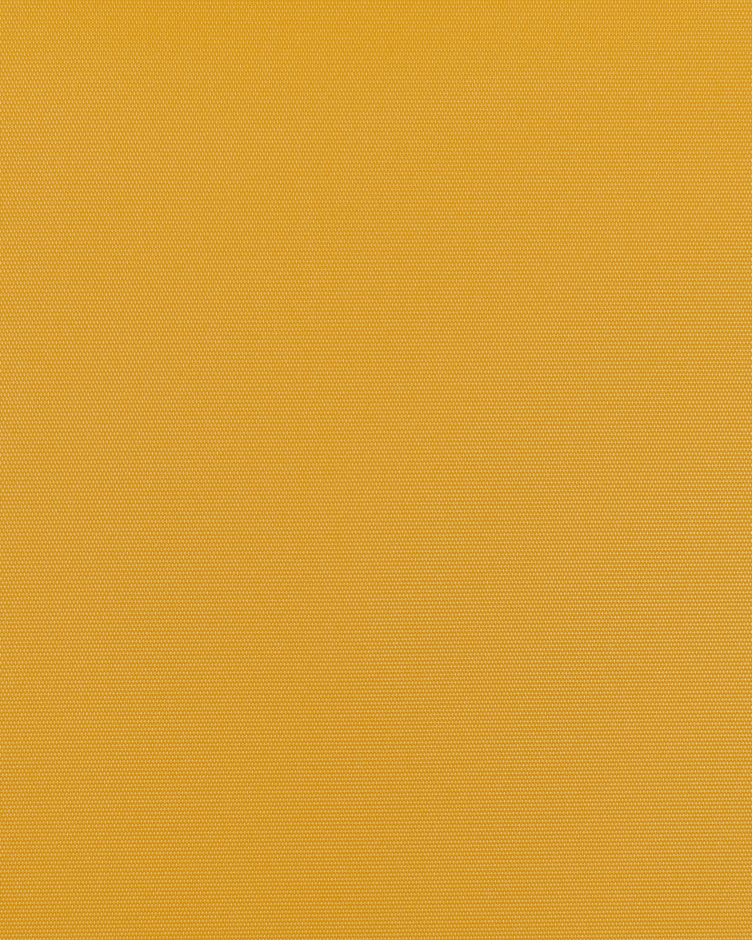 Forsythia