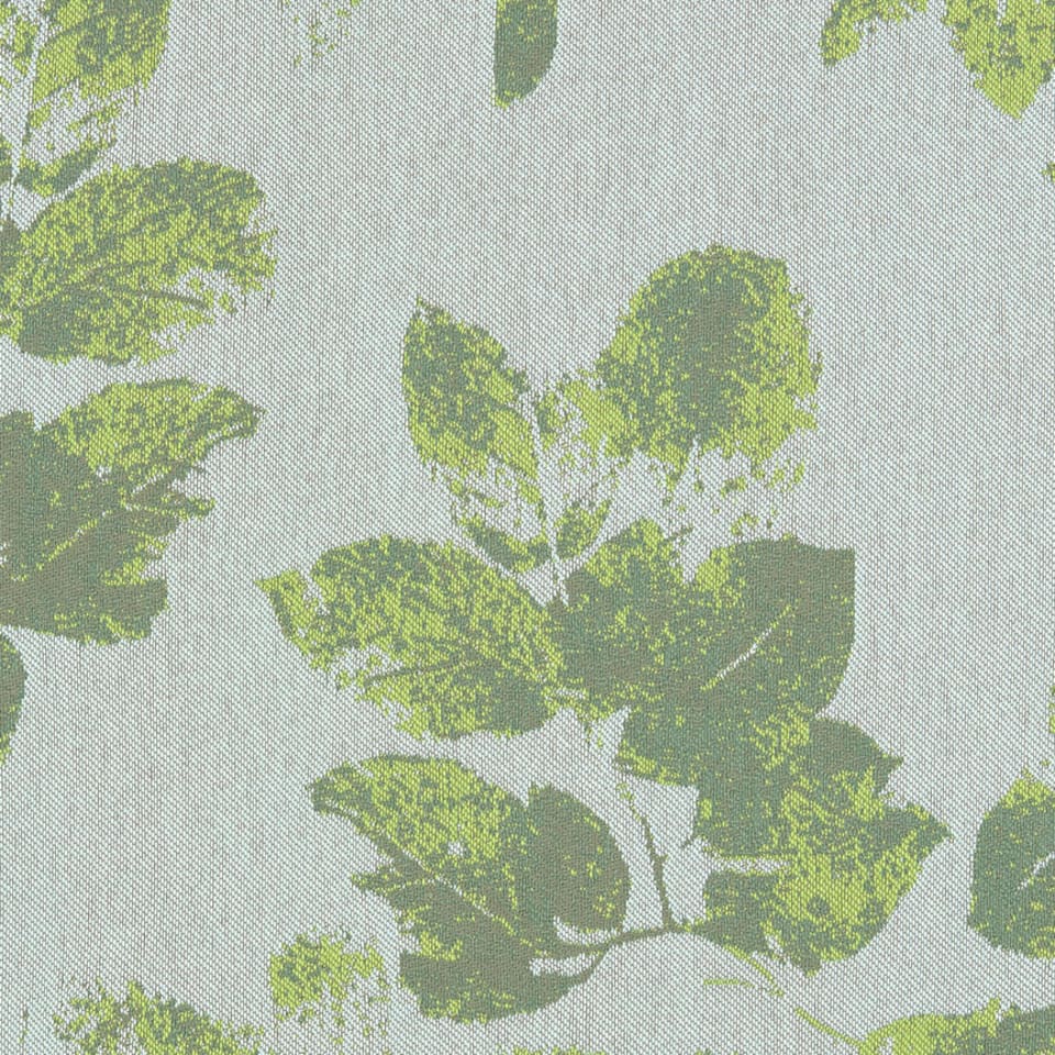 CANOPY PILEA