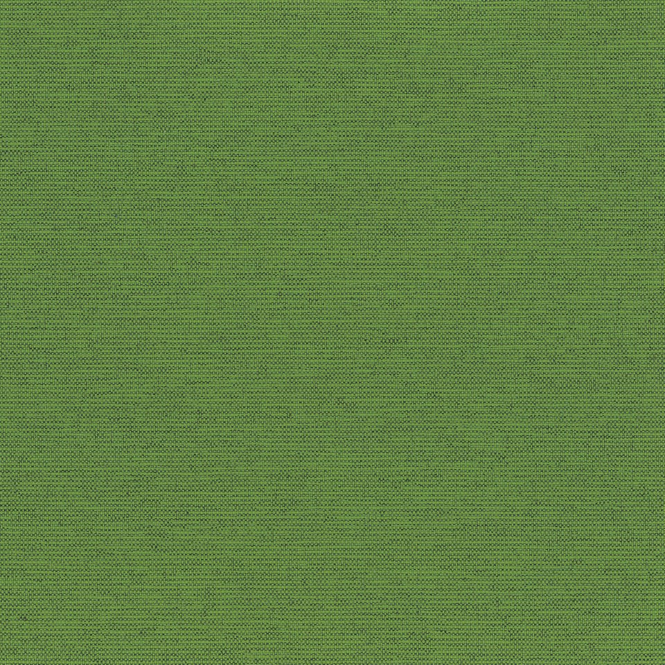 Fern Fern