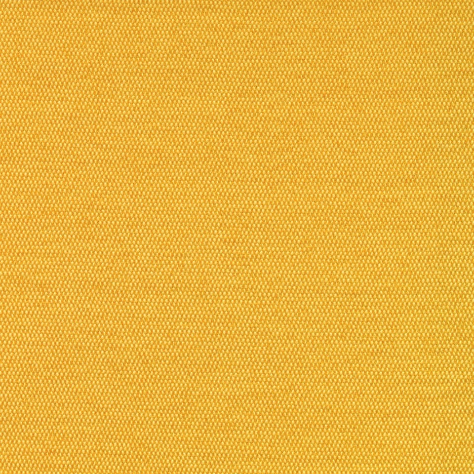 Maize Maize