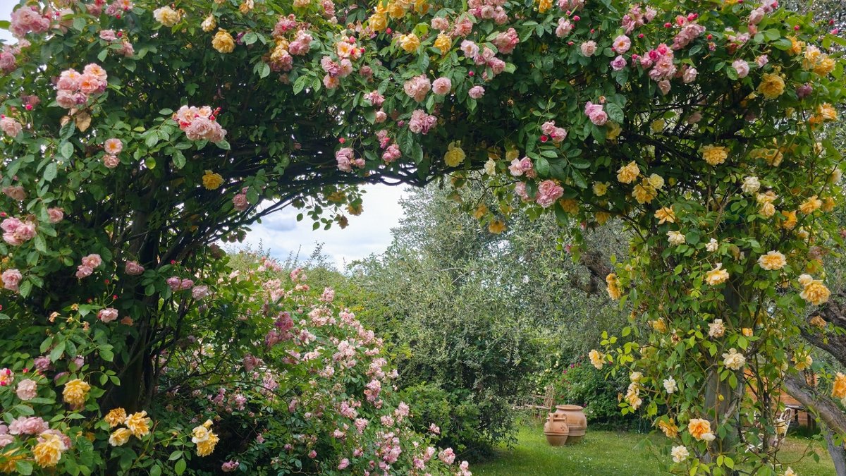 Guide to Top Climbing Roses for Gardens - climbing roses