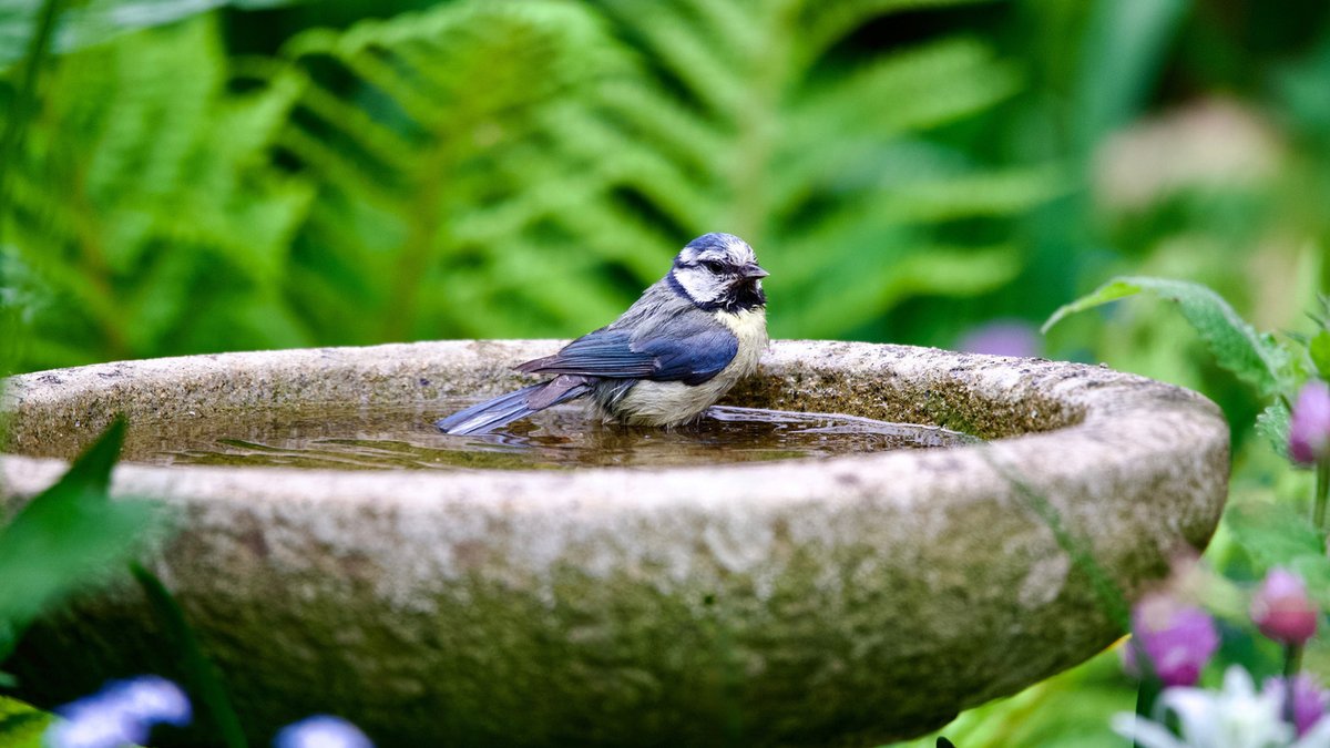 Home Depot's Sunflower Birdbath Brightens Gardens, Feeds Birds Home Depot's Sunflower Birdbath Brightens Gardens, Feeds Birds - sunflower birdbath