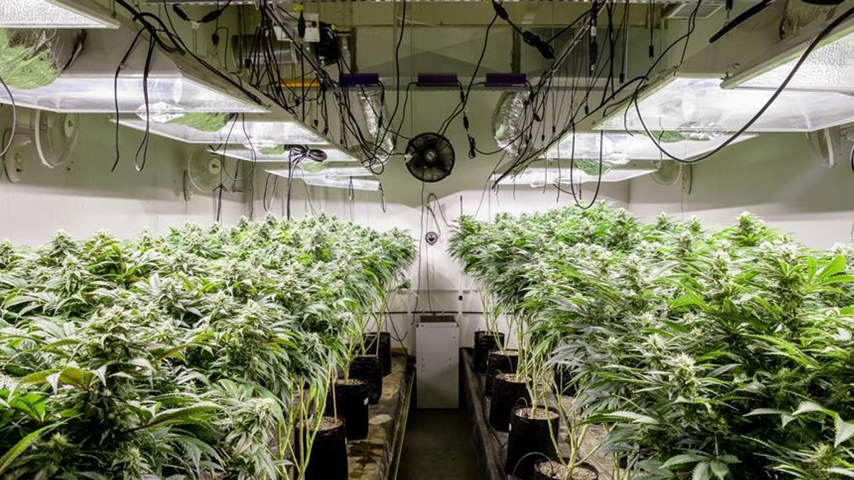 Cannabis farm incidents on the rise - cannabis farm