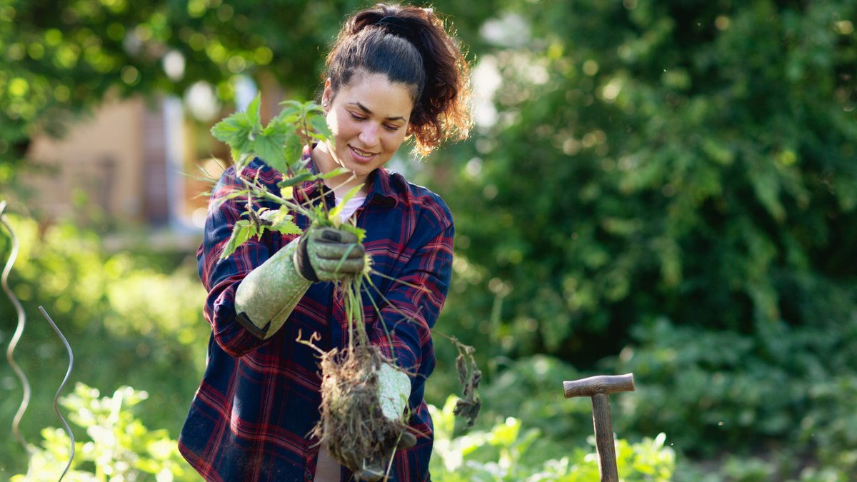 New Weeding Tool Lets Gardeners Work Standing Up New Weeding Tool Lets Gardeners Work Standing Up - stand up weeder