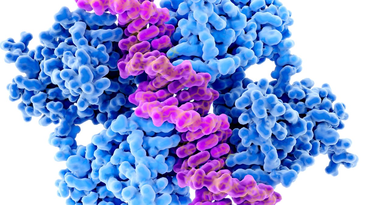 Tumors Hide p53 Mutations from T Cells, Study Finds Tumors Hide p53 Mutations from T Cells, Study Finds - p53 mutations