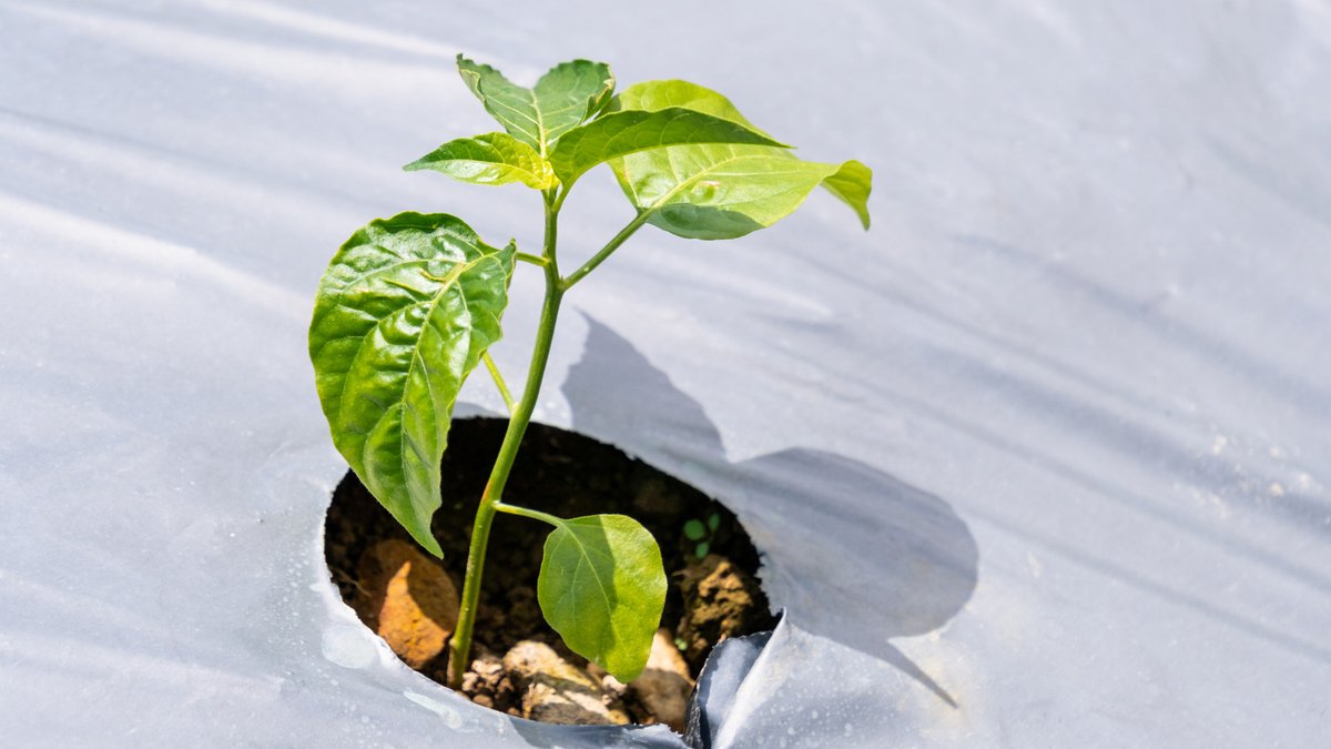Farmers ditch plastic mulch for better, eco-friendly options