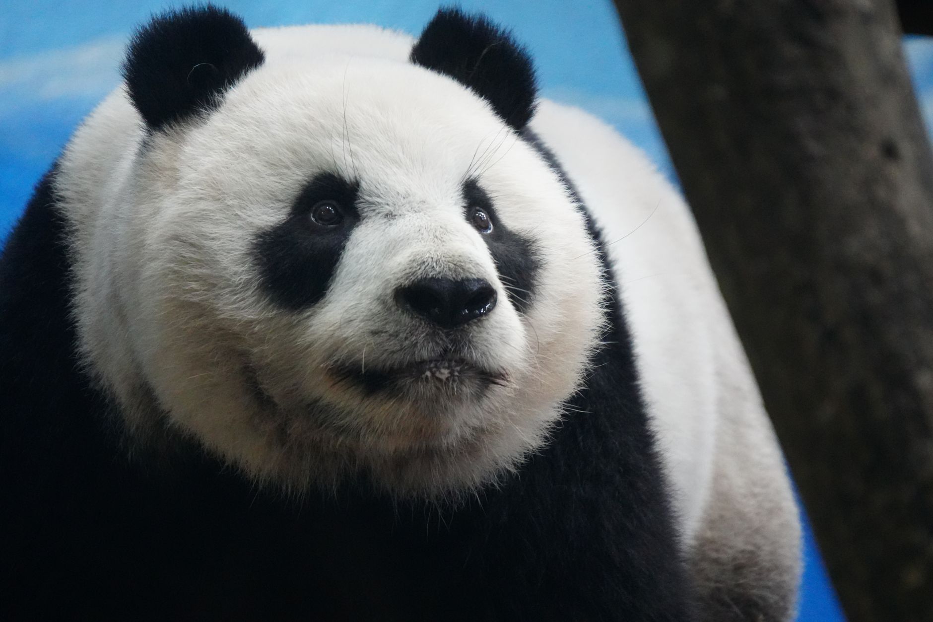 Panda’s birthday celebration focuses on enrichment over fanfare