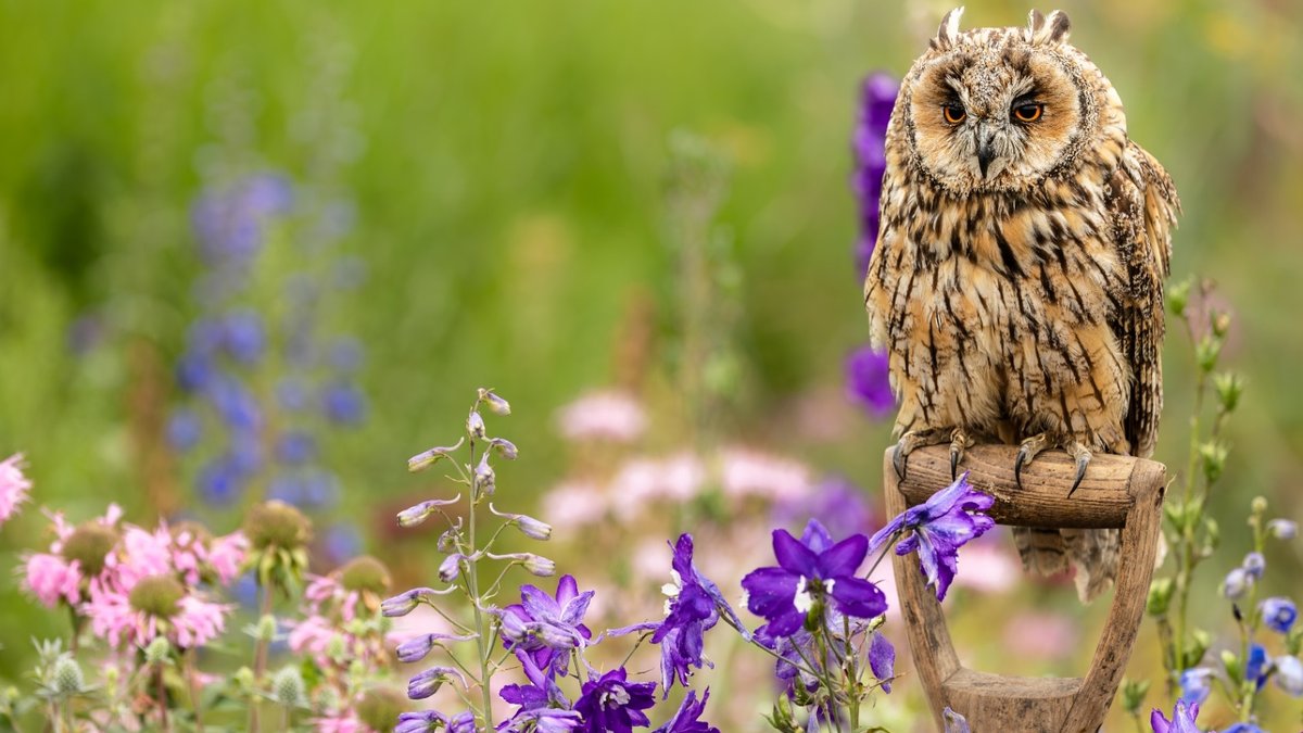 Owls help gardens thrive as natural pest controllers Owls help gardens thrive as natural pest controllers - owls natural pest control