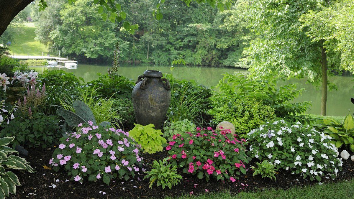 Underrated shade plant thrives with minimal care