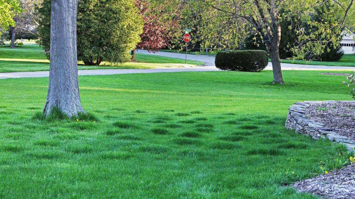 Top 4 Home Depot Tools for Fixing Uneven Lawns - home depot lawn tools