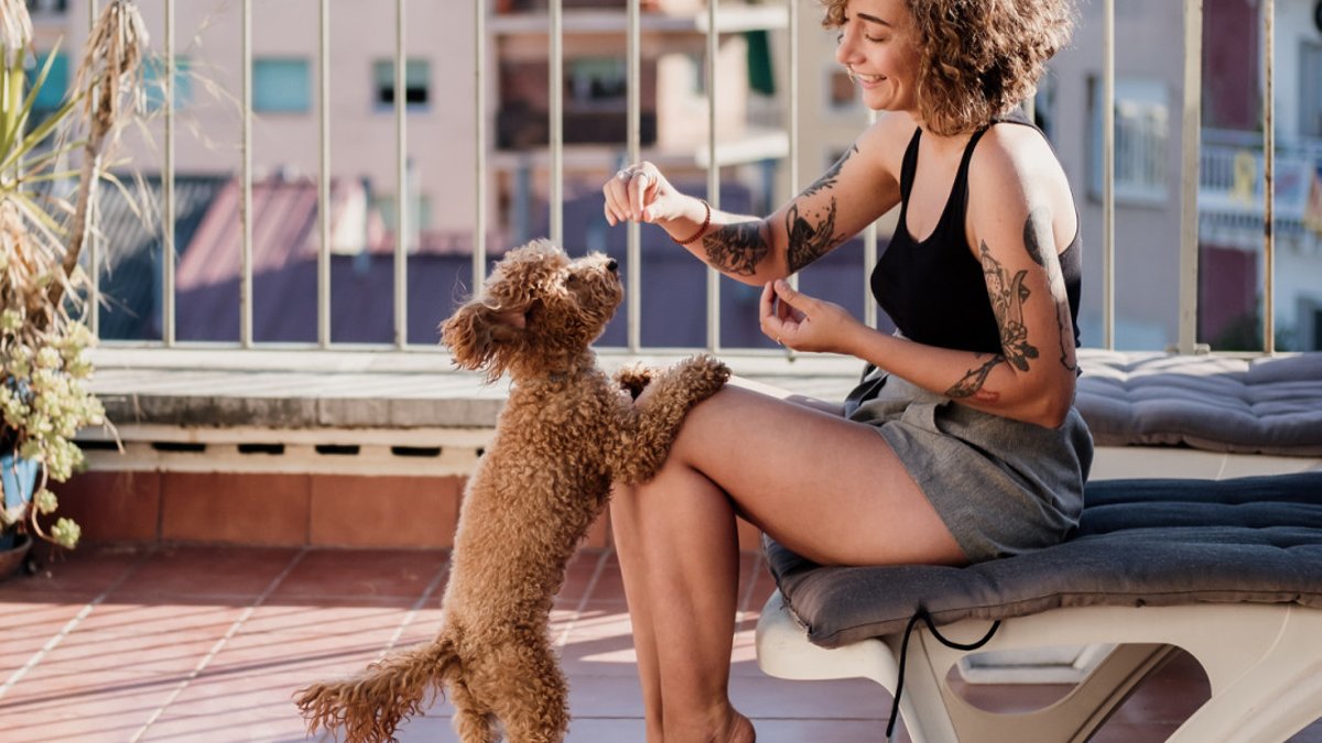 Pets reveal surprising links to human social bonds in French - pets social bonds