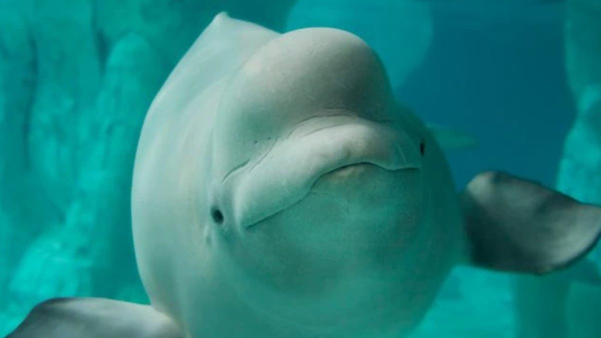 Fourth beluga dies after US relocation Fourth beluga dies after US relocation - beluga relocation