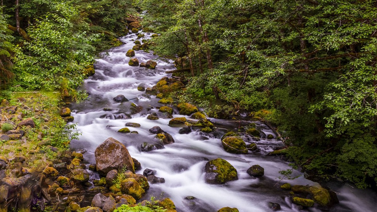 Long exposure shot of a tranquil forest stream in Washington, showcasing lush greenery and flowing water.