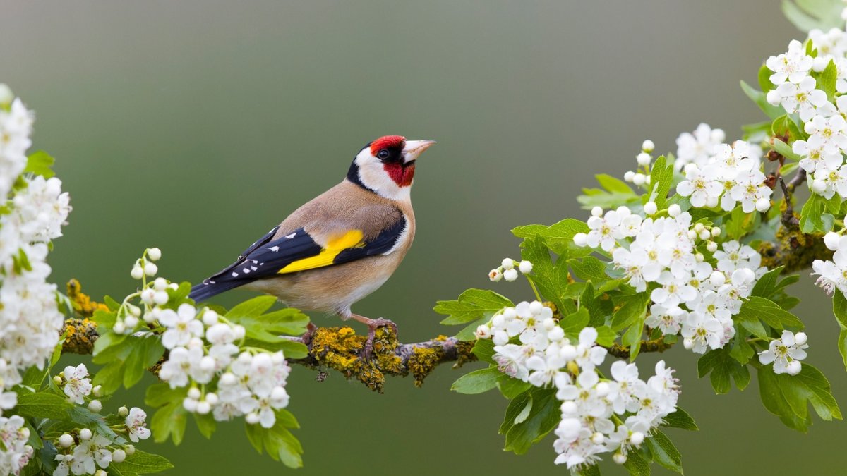 Goldfinches flock to gardens with simple autumn prep - attract goldfinches