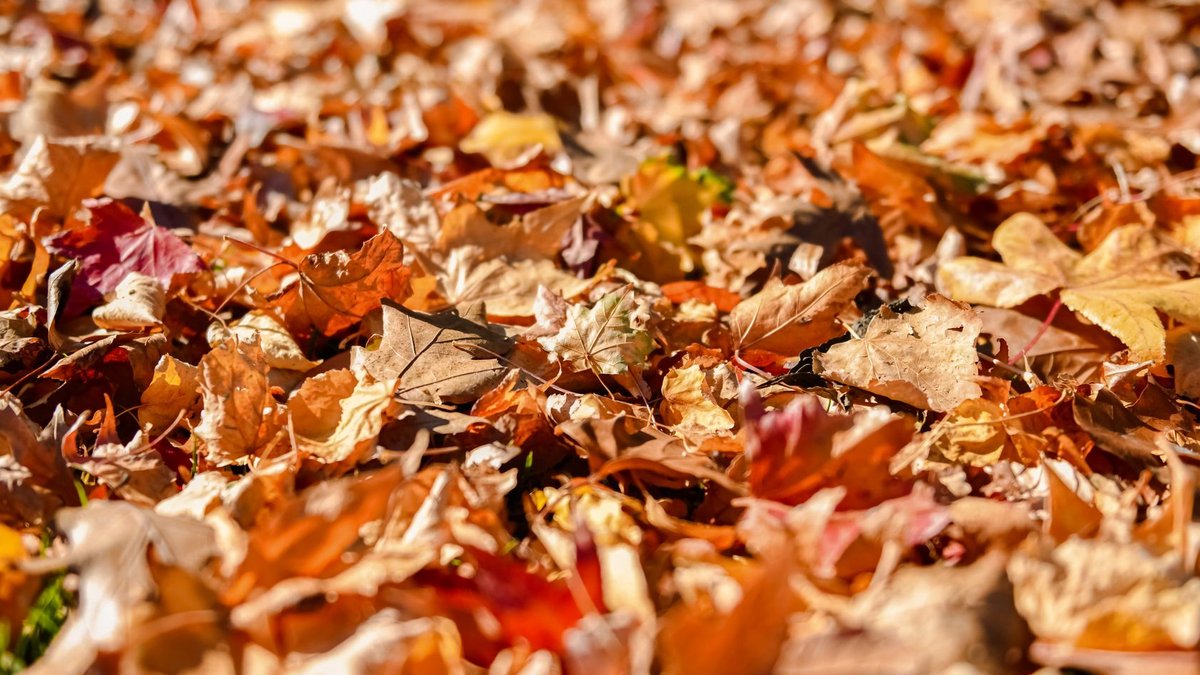 Karastan Fall Promotion Returns Boosting Retail Sales