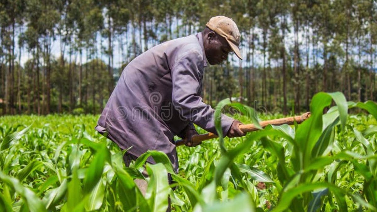 Kenya's Maize Subsidy Aims to Boost Farmer Productivity Kenya's Maize Subsidy Aims to Boost Farmer Productivity - maize subsidy