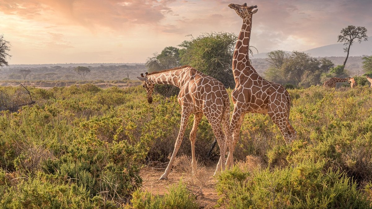 Giraffes, animals, safari, wildlife, savannah, nature reserve, nature, kenya, samburu, africa, landscape, giraffes, savannah,