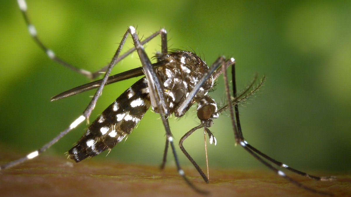 Bangladesh Battles Deadly Dengue, Measles Outbreaks Amid Criticism Detailed macro capture of Aedes albopictus mosquito on human skin.
