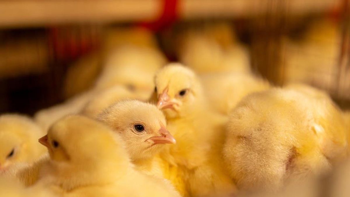 Celebrities and MPs demand end to UK male chick culling - male chick culling
